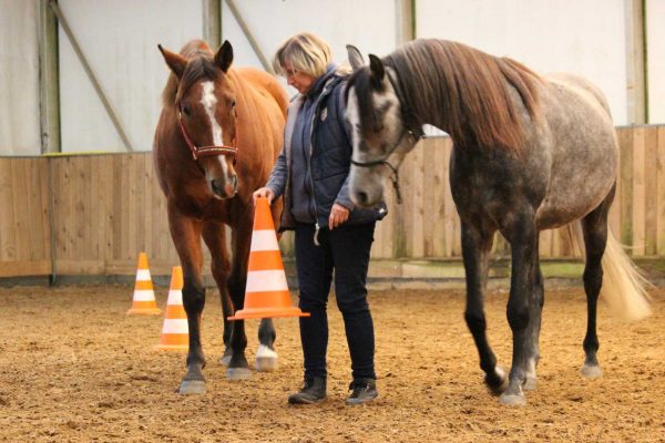 Aufgabenbewältigung Coaching mit Pferden