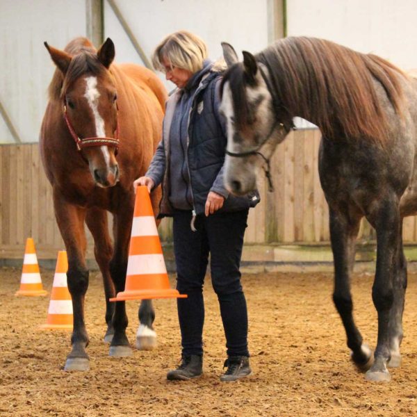 Aufgabenbewältigung Coaching mit Pferden